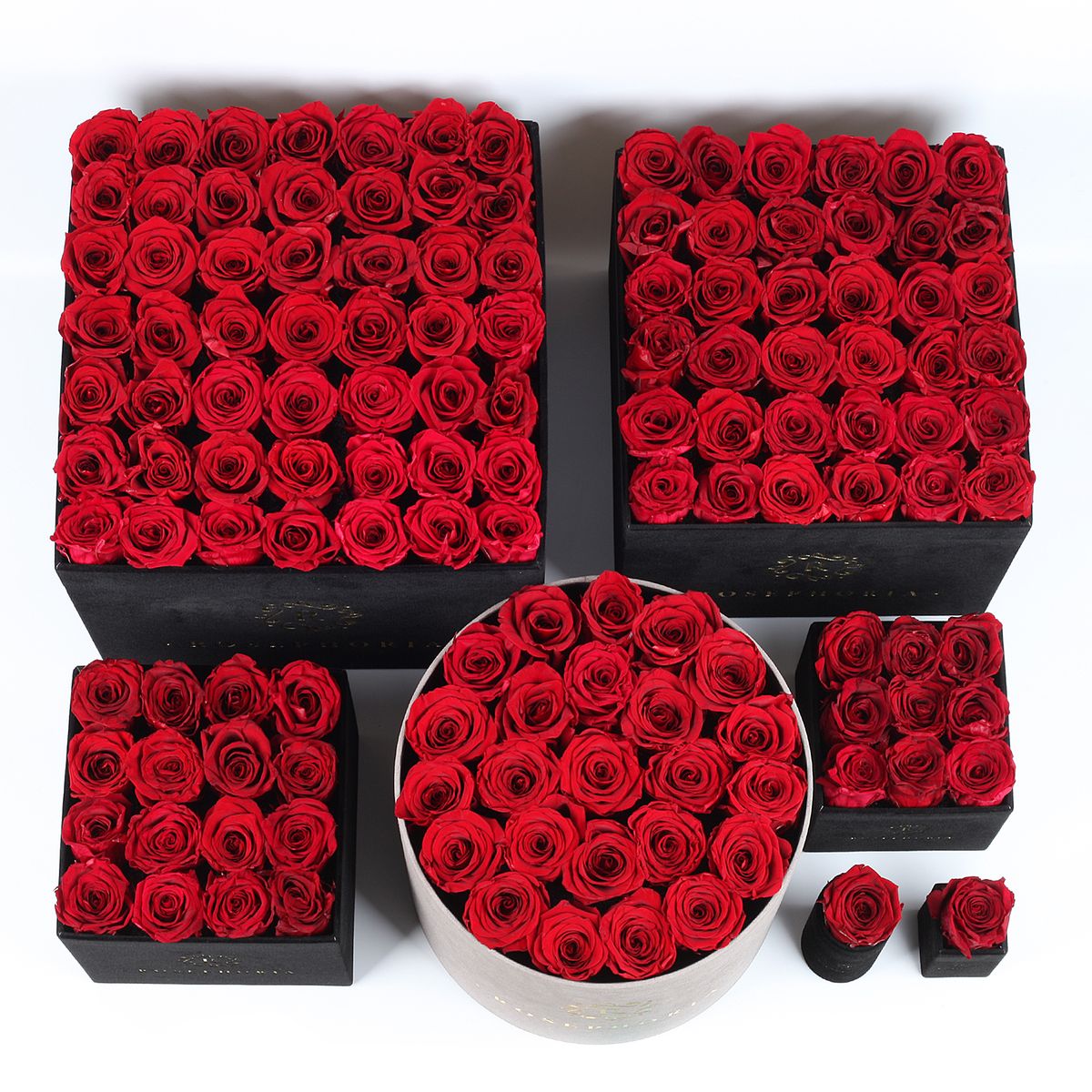 Preserved Roses